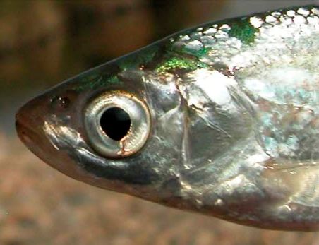 Alburnus alburnus_02.jpg